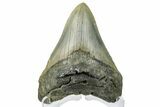 Serrated, Fossil Megalodon Tooth - North Carolina #165430-1